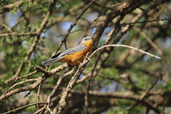 Melaenornis semipartitus