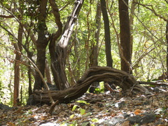 Spatholobus parviflorus