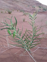 Asclepias labriformis