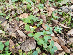 Paederia foetida