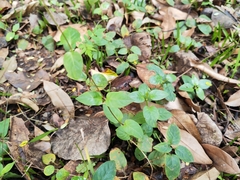 Paederia foetida