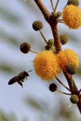Apis mellifera