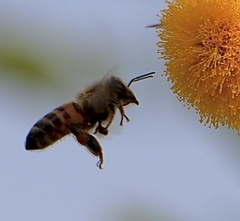 Apis mellifera