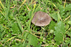 Spodocybe