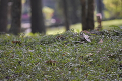 Passer montanus malaccensis