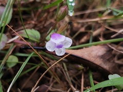 Torenia crustacea
