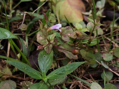 Torenia crustacea