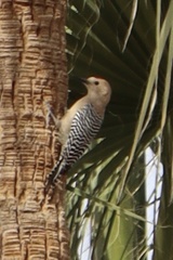 Melanerpes uropygialis