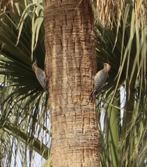 Melanerpes uropygialis