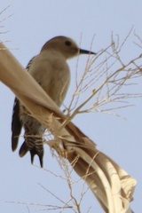 Melanerpes uropygialis