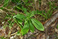 Lithospermum bejariense