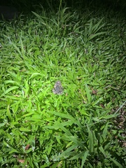Rhinella horribilis