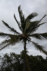 Cocos nucifera