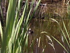 Lophodytes cucullatus