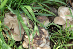 Marasmius albogriseus
