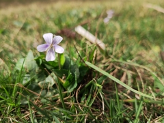 Viola inconspicua