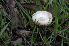 Marasmius albogriseus