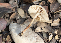 Marasmius albogriseus
