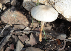 Marasmius albogriseus