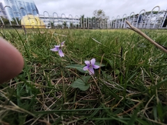 Viola inconspicua
