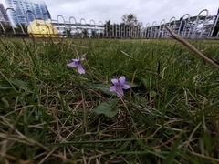 Viola inconspicua