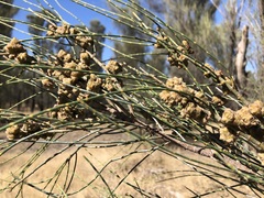 Allocasuarina luehmannii