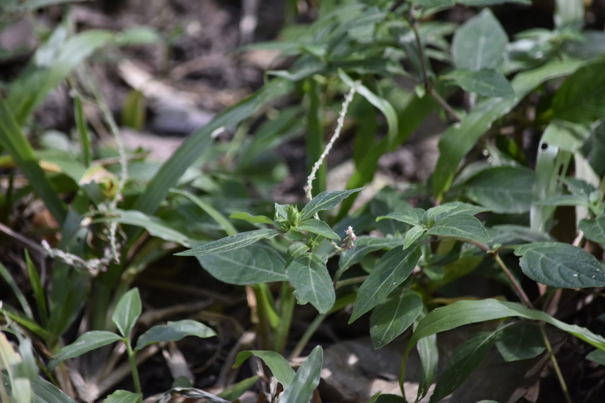 Cyathula prostrata — ảnh 2
