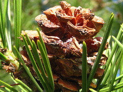Pinus bungeana