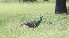 Pavo cristatus × muticus