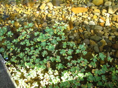 Pistia