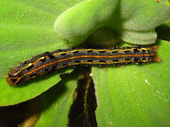 Spodoptera