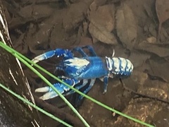 Euastacus sulcatus
