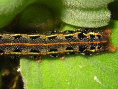 Spodoptera