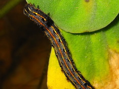 Spodoptera