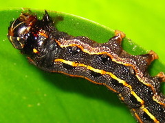 Spodoptera