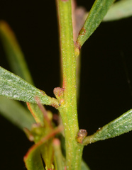 Acacia ausfeldii