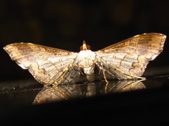 Maruca vitrata