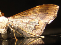 Maruca vitrata