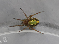 Novaranea queribunda