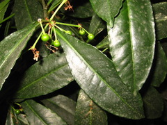 Ardisia crenata