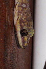 Oedura