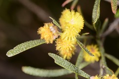 Acacia ausfeldii