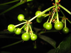 Ardisia crenata