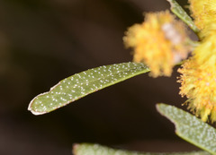 Acacia ausfeldii