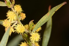 Acacia ausfeldii