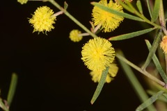 Acacia ausfeldii