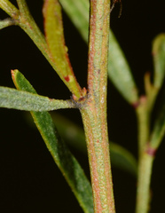 Acacia ausfeldii