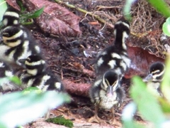 Dendrocygna autumnalis