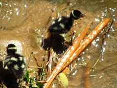 Dendrocygna autumnalis