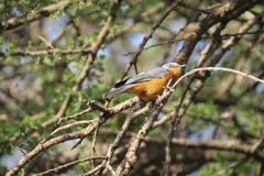 Melaenornis semipartitus